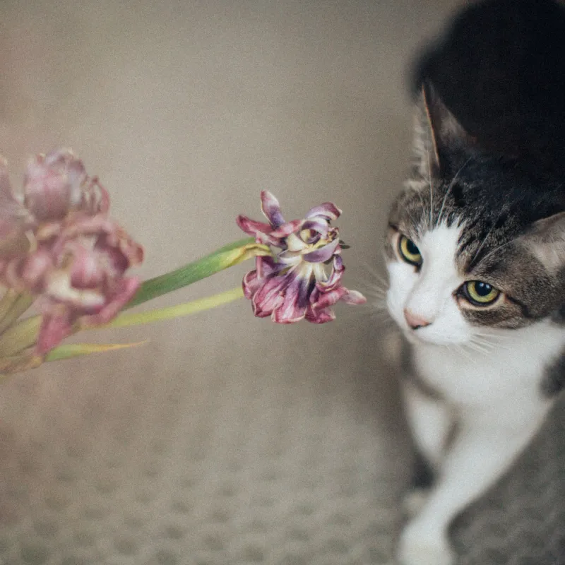 A curious tabby cat observes a dried flower bouquet with a dreamy, soft focus effect