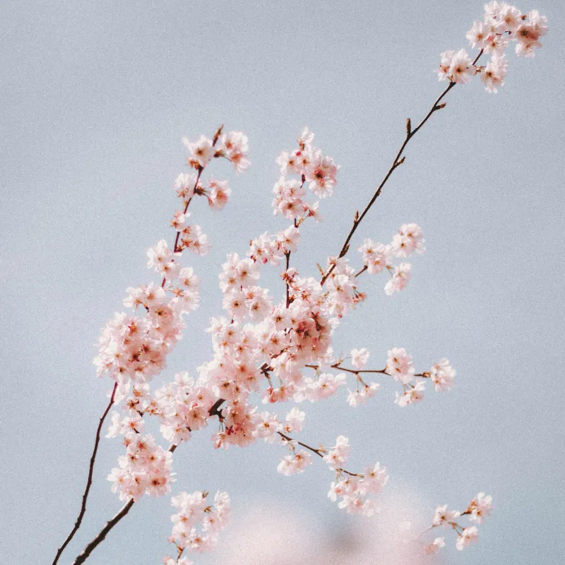 Springtime cherry blossoms in bloom against a clear blue sky, showcasing nature's beauty.